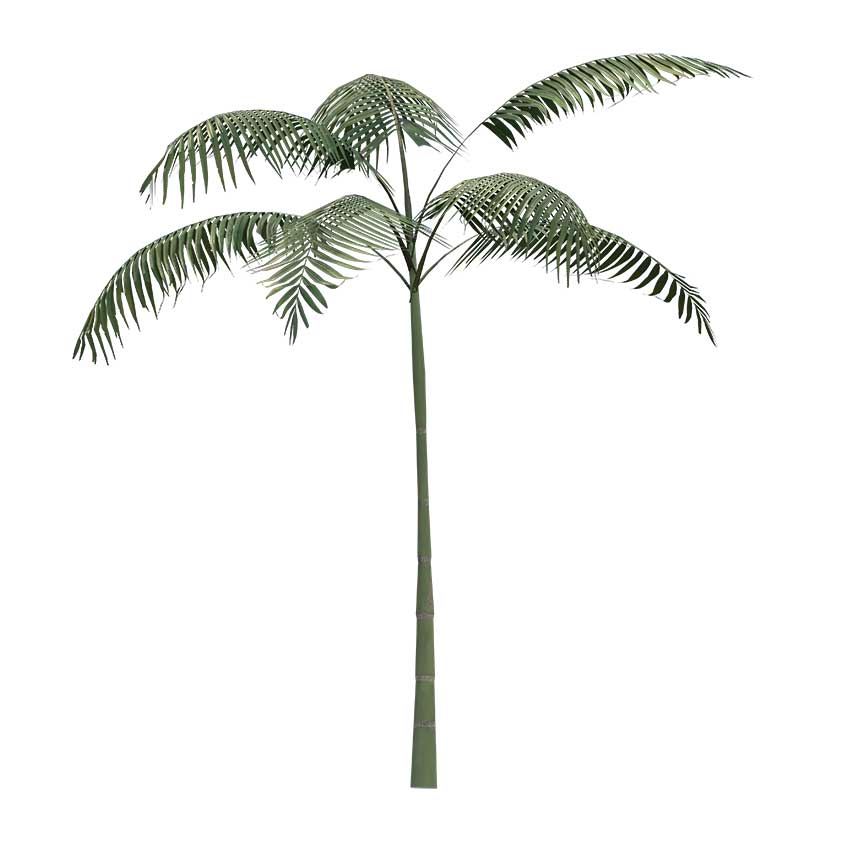 Arecaceae - Palms Tree (Small)